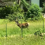 Haus Alpenruh Apartman Biberwier