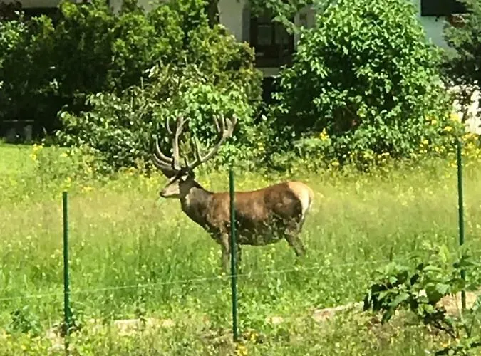 Haus Alpenruh דירה ביברוויר