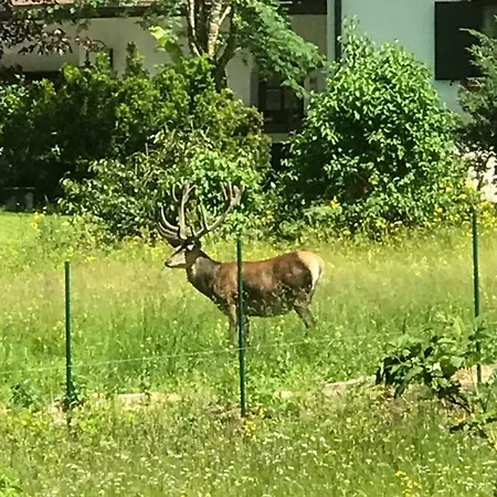 Haus Alpenruh Lägenhet Biberwier